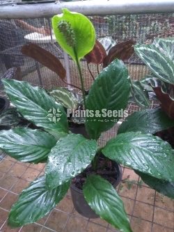 Anthurium 