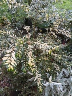 Outdoor Plants