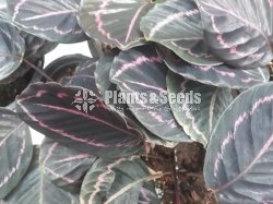 Outdoor Plants