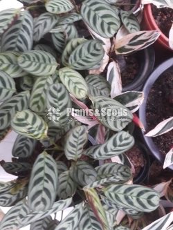 Outdoor Plants