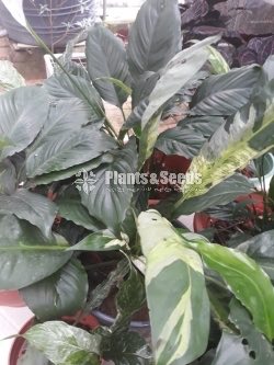 Outdoor Plants