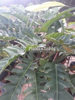 Outdoor Plants