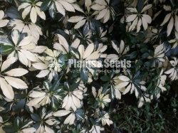 Outdoor Plants