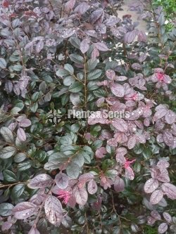 Outdoor Plants