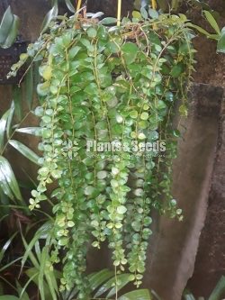 Outdoor Plants