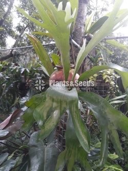 Outdoor Plants