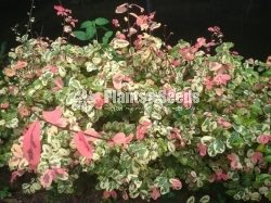 Outdoor Plants