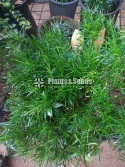 Outdoor Plants