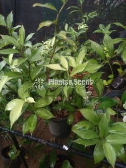 Outdoor Plants