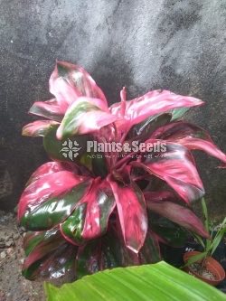 Outdoor Plants