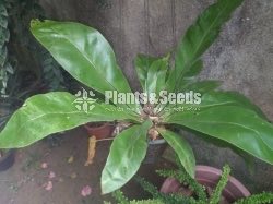 Outdoor Plants