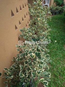 Outdoor Plants