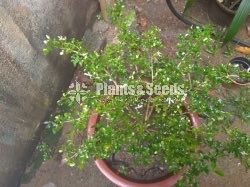 Outdoor Plants