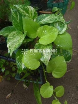 Outdoor Plants