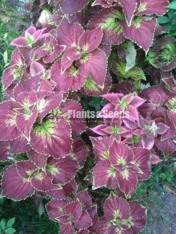 Outdoor Plants
