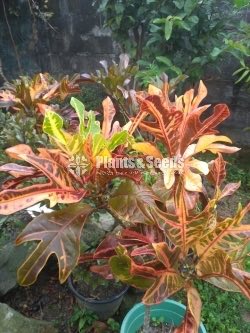 Outdoor Plants