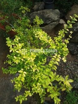 Outdoor Plants