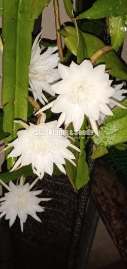 Kadupul