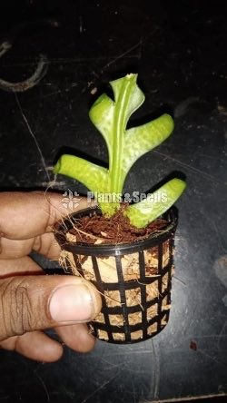 Kadupul