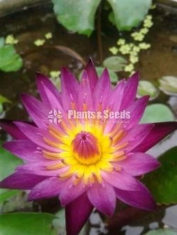 Maroon Pink with Flowers