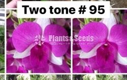 Orchids