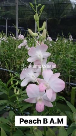 Orchids
