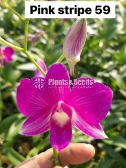 Orchids