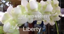 Orchids