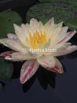 Parnee Waterplants