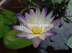 Water Plants Collection