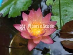 Water Plants Collection