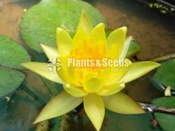 Water Plants Collection