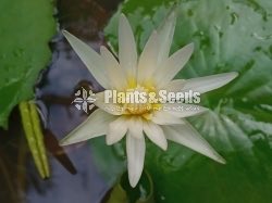 Water Plants Collection