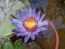 Water Plants Collection