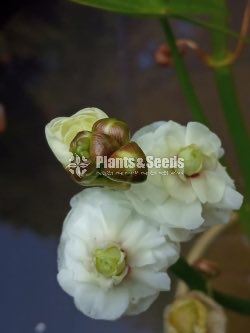 Water Plants Collection