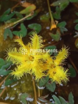 Water Plants Collection