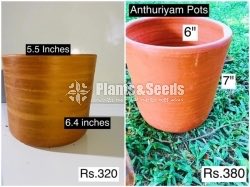 Cactus and Succulent Pots