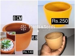 Cactus and Succulent Pots