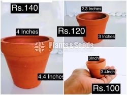 Cactus and Succulent Pots