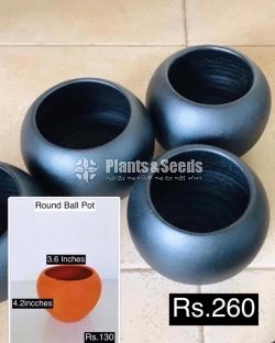 Decorative Pots(විසිතුරු මල් පැළ පොච්ච් )