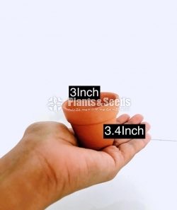 Decorative Pots(විසිතුරු මල් පැළ පොච්ච් )