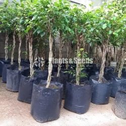 Benjamina (බෙන්ජමිනා)