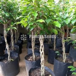 Benjamina (බෙන්ජමිනා)