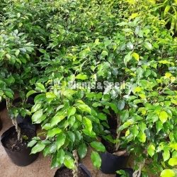 Benjamina (බෙන්ජමිනා)