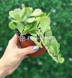 Jade Plant