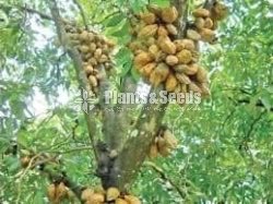 Naminan(නමිනන්)