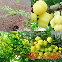 Seeni Nelli(සීනි නෙල්ලි බීජ පැල )