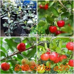 Babardos Cherry