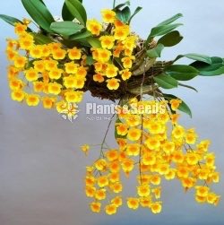  Den . hybrid lindley
