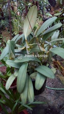  Den . hybrid lindley